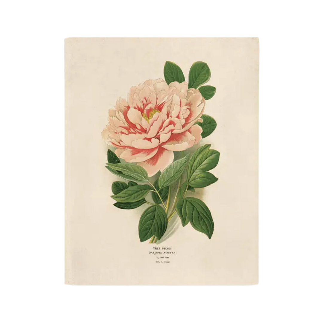 Vintage Botanical Peony Flower Print