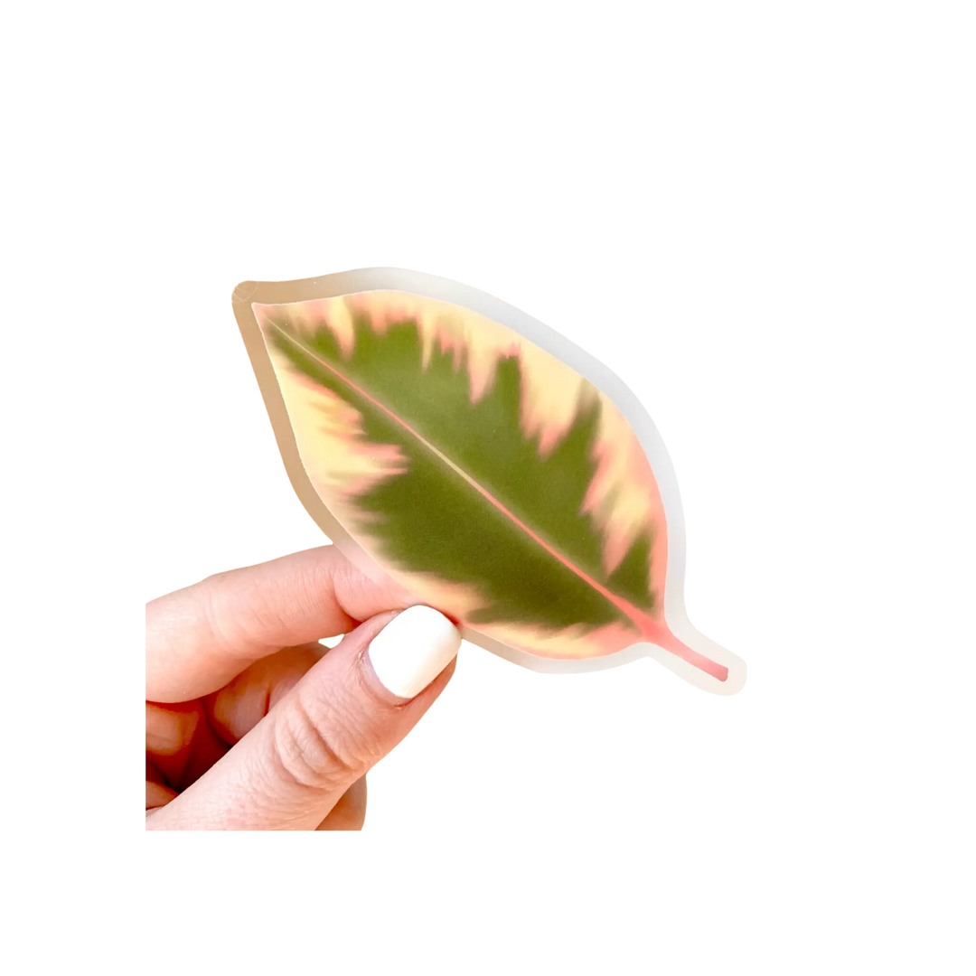 Clear Variegated Rubber Plant Leaf Sticker