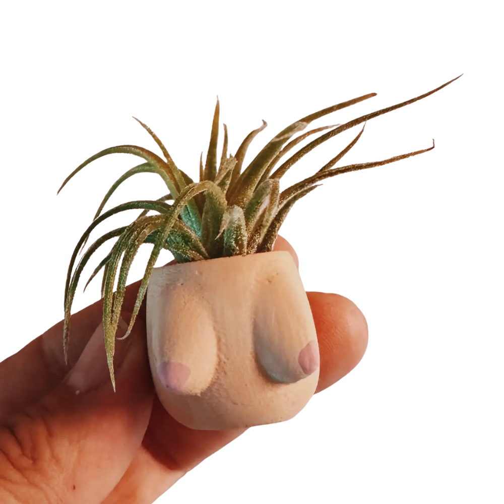 Parker Boob Mini Planter and Air Plant