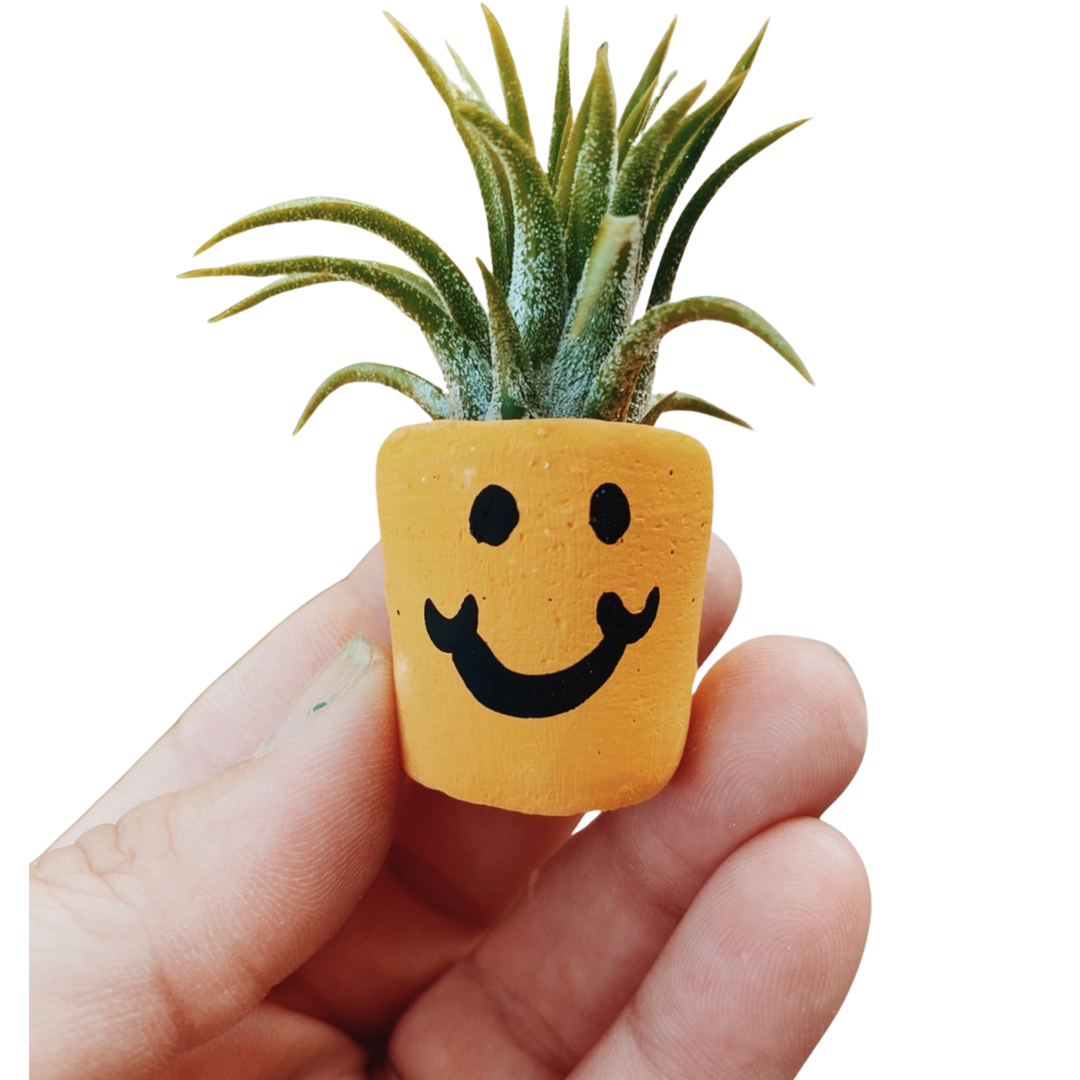 Smiley Face Mini Pot and Air Plant