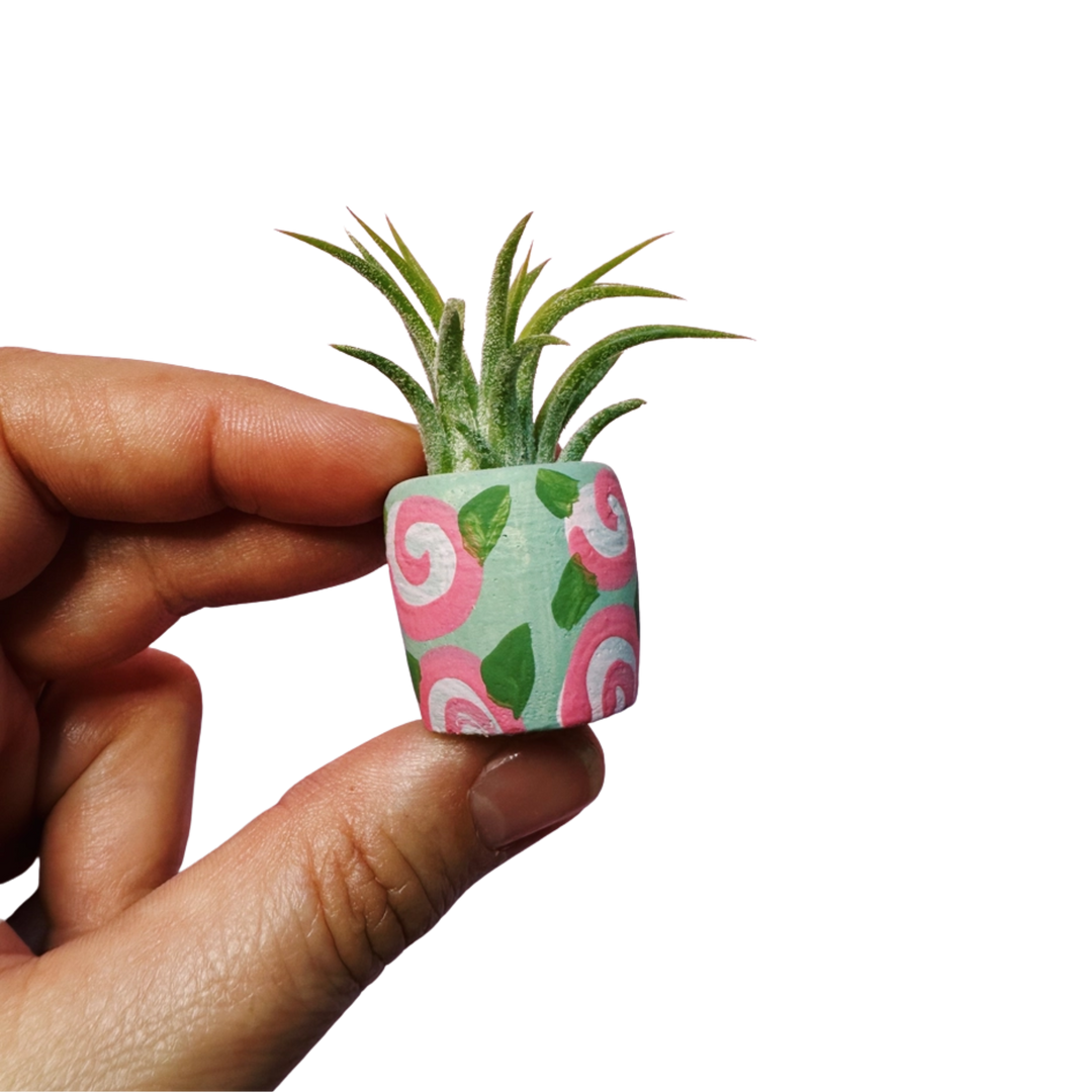 The Sage Rosey Pot with Air Plant