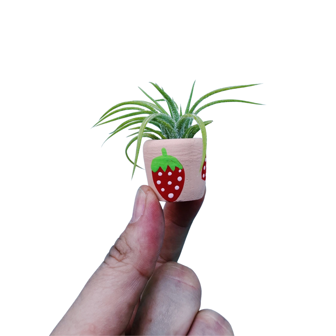 Berry Cute Mini Planter with Air Plant