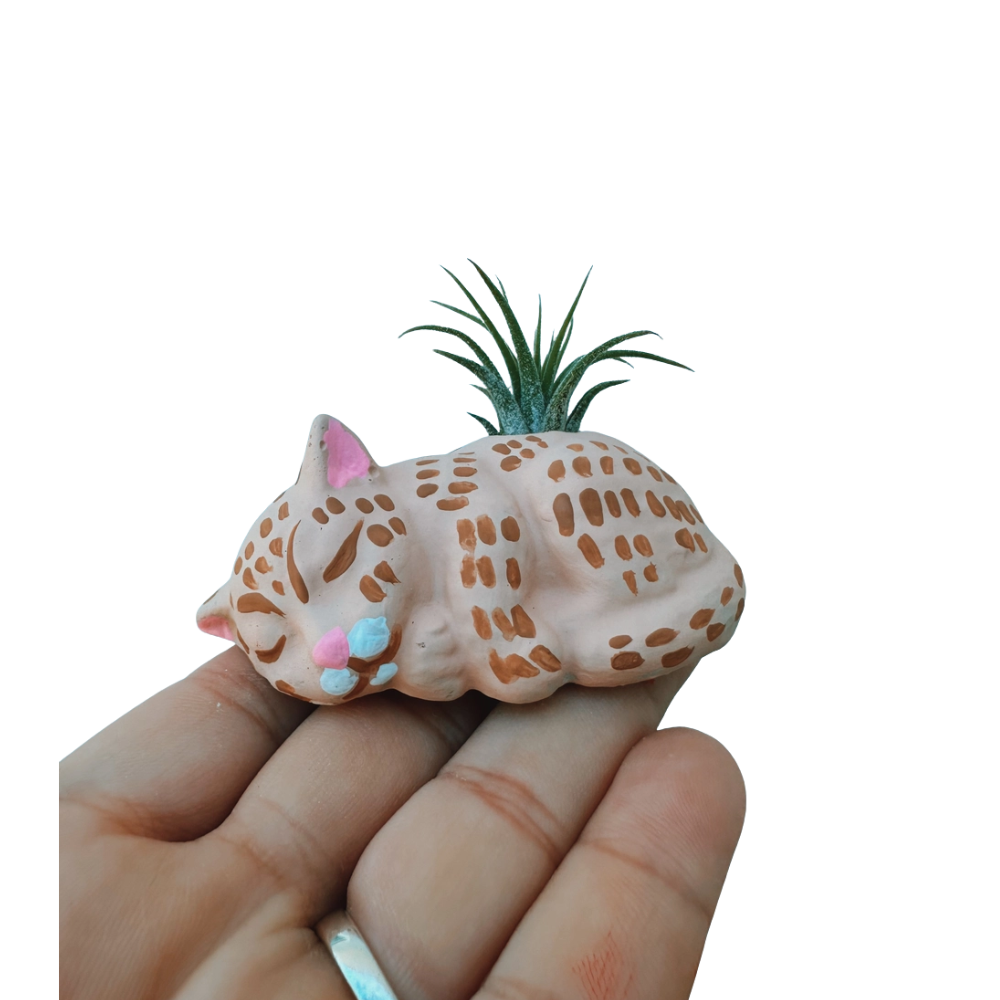 Cozy Cat Mini Planter with Air Plant