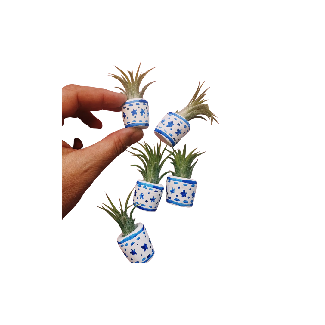 Blue and White Baby Planter with Air Plant
