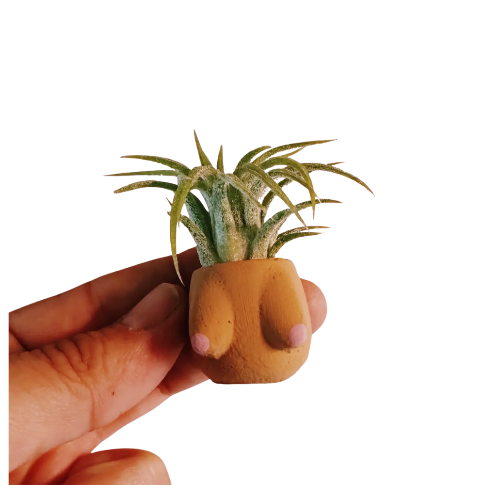 Daisy Boob Mini Planter with Air Plant