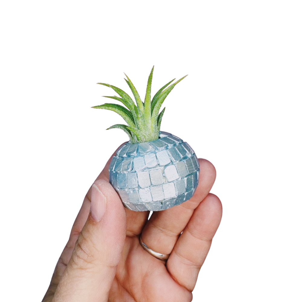 Disco Ball Mini Planter with Air Plant