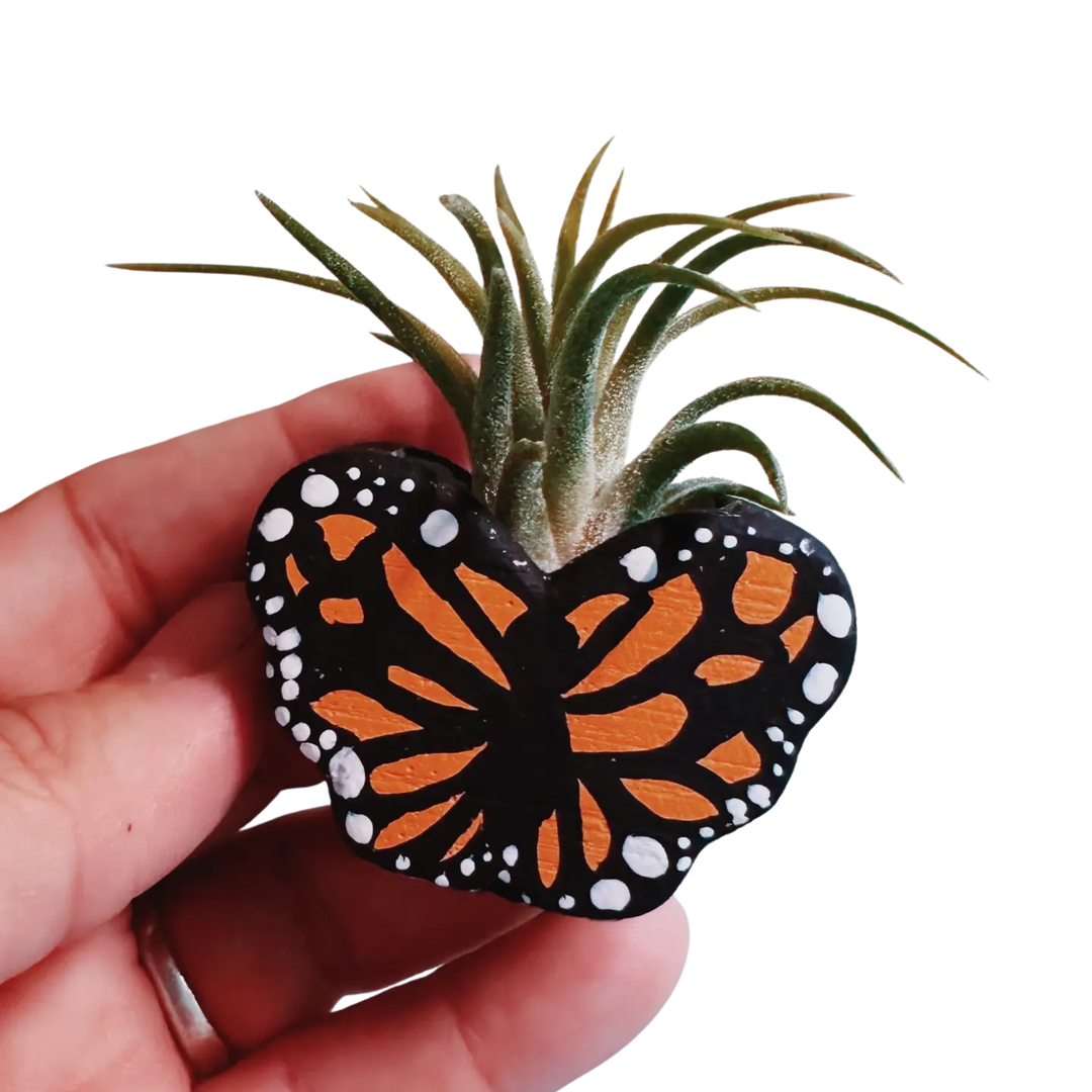 Monarch Butterfly Mini Planter with Air Plant