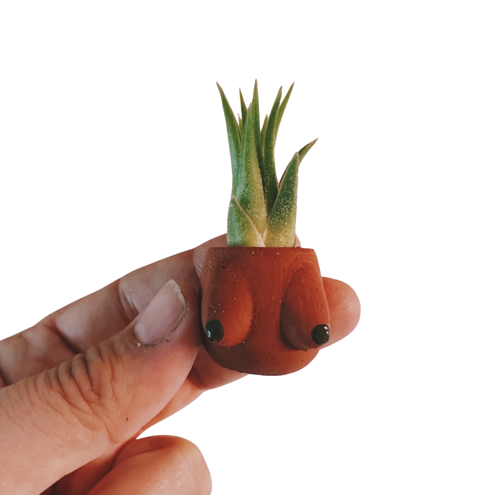 Lisa Boob Mini Planter with Air Plant