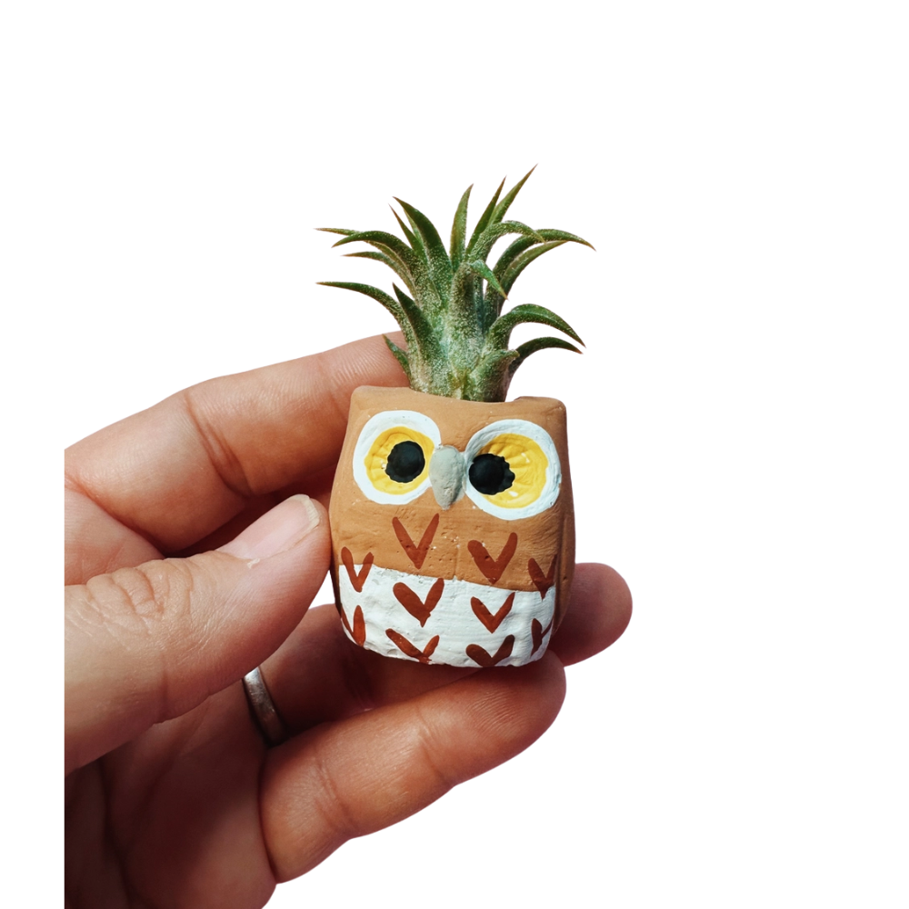 Eastern Screech Owl Mini Planter with Air Plant