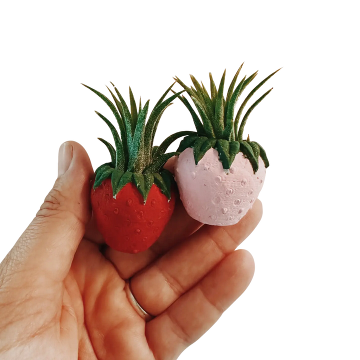 Strawberry Patch Mini Planter and Air Plant