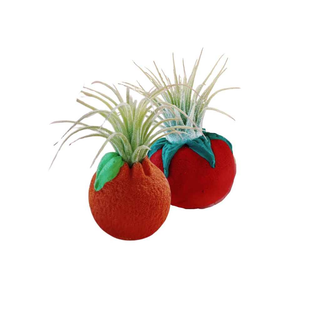 Mini Planter with Air Plant