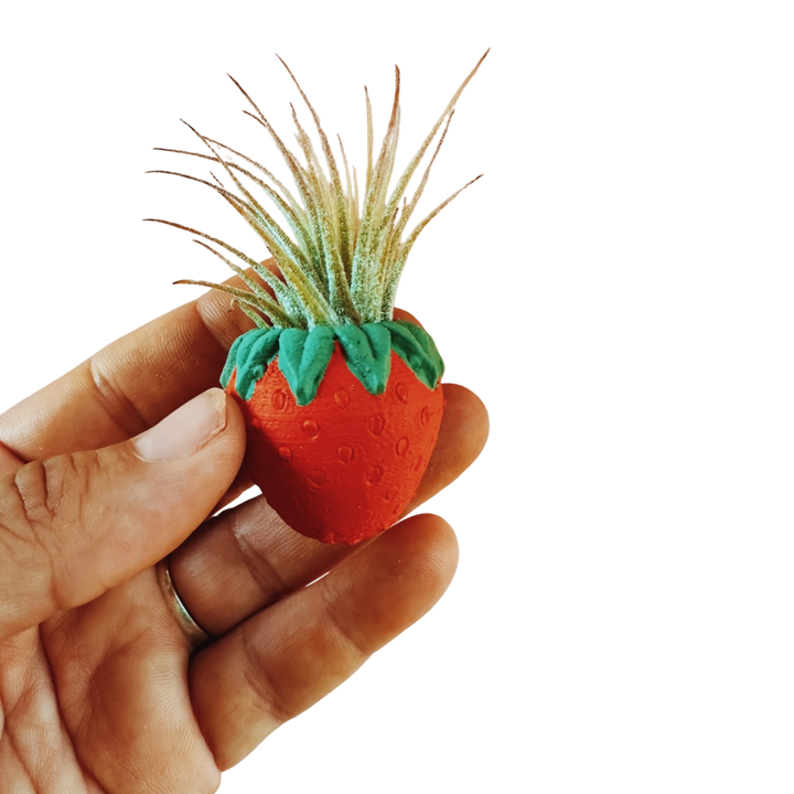 Strawberry Patch Mini Planter and Air Plant
