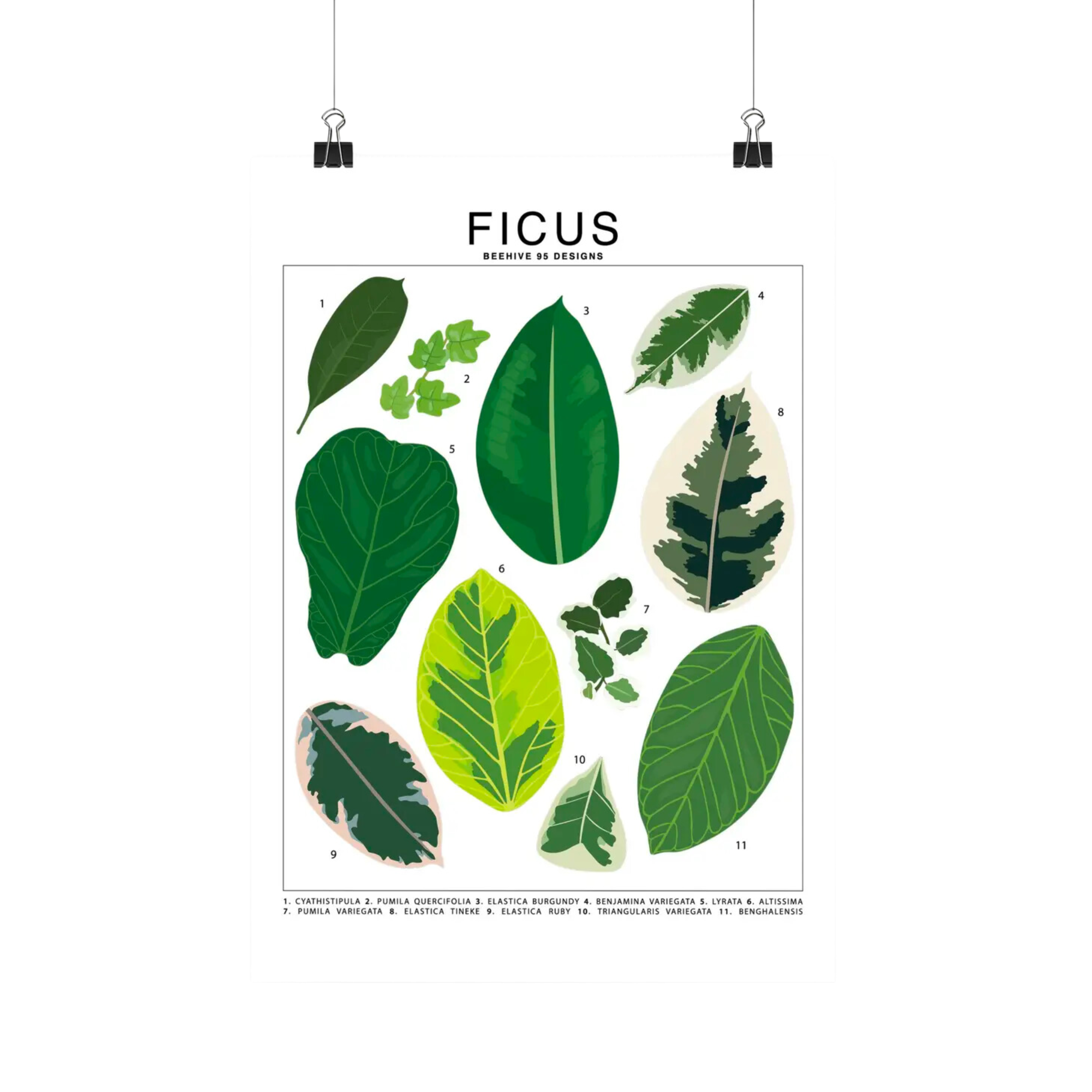 house plant leaf identification Ficus Species Id Chart