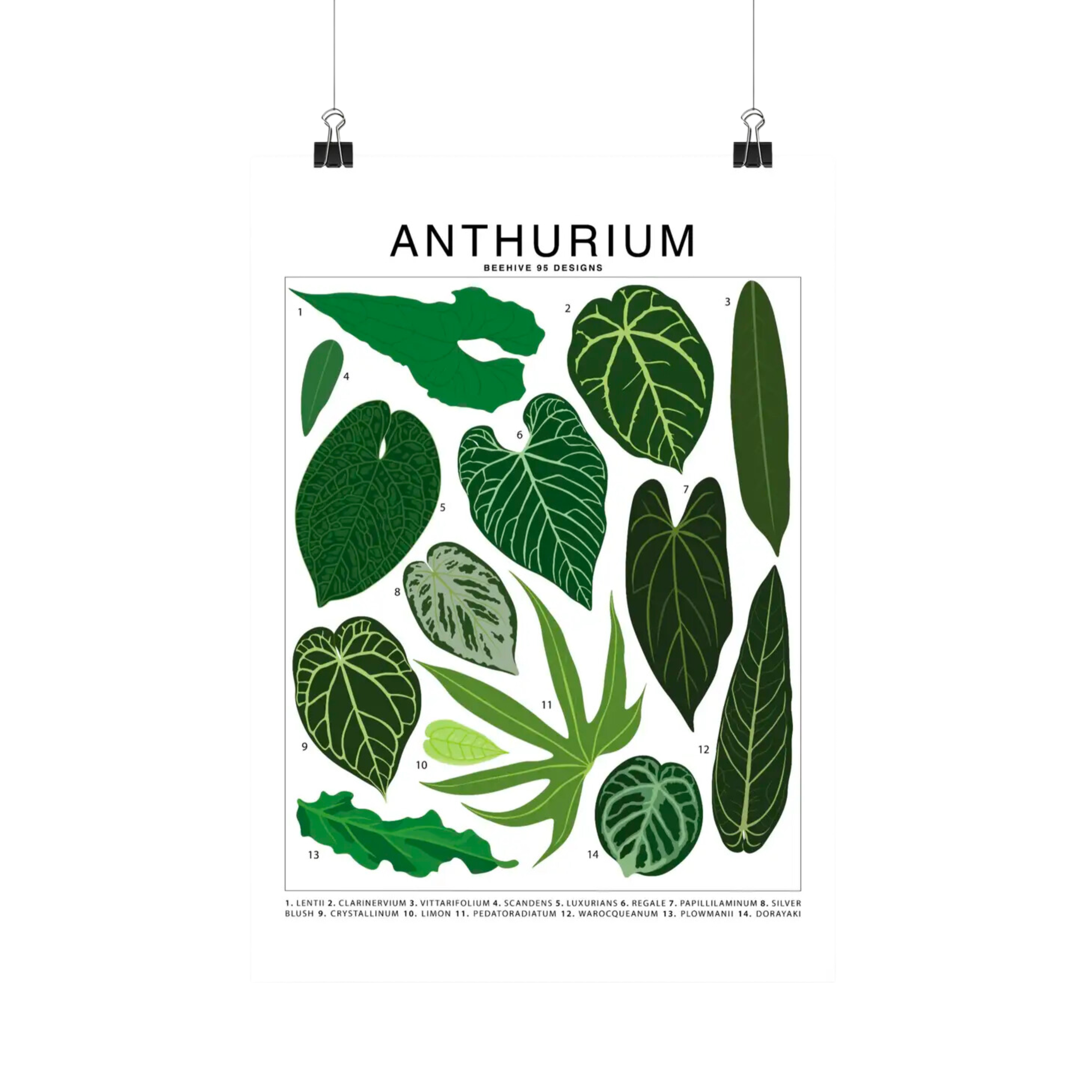 anthurium color chart Anthurium Species Id Chart