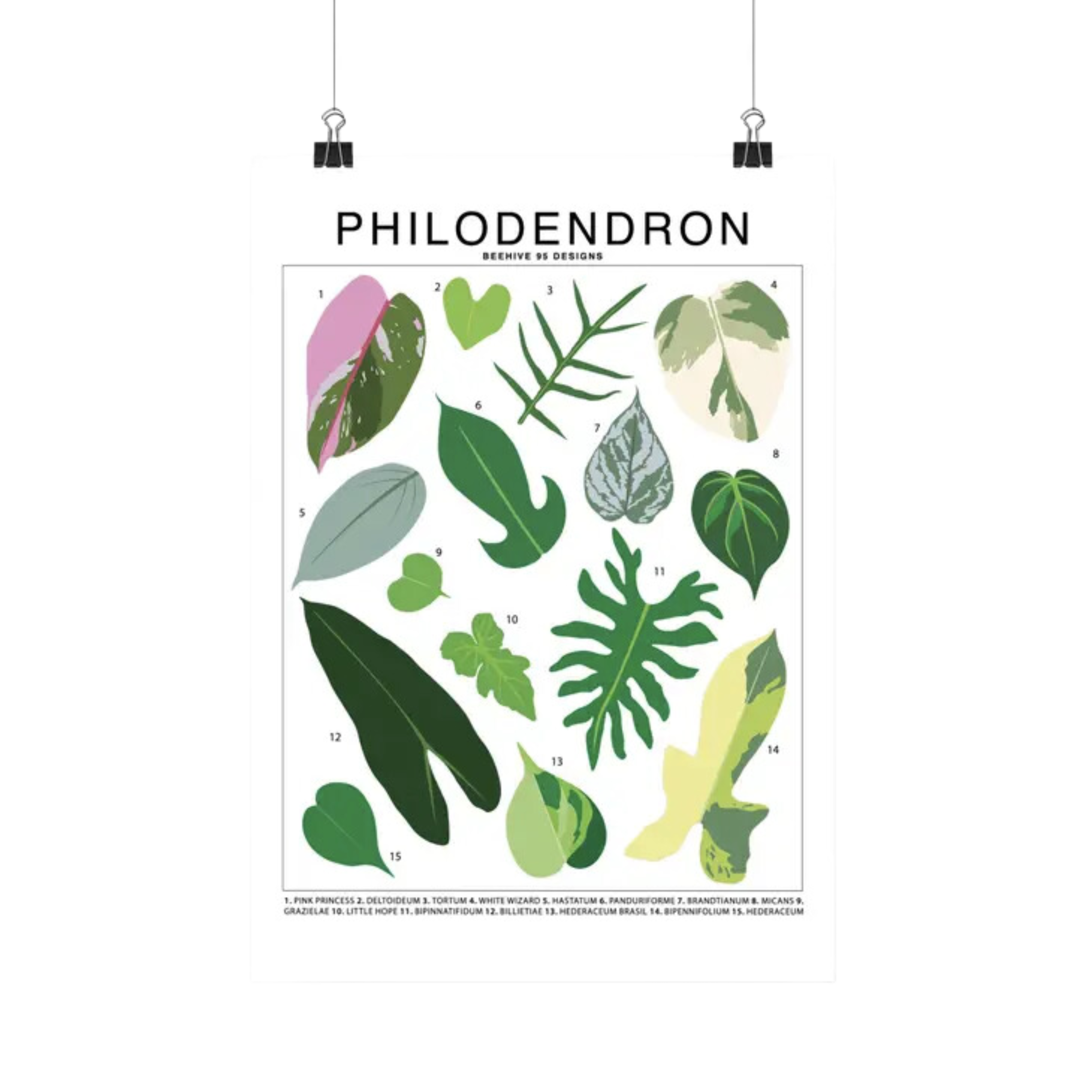 philodendron deltoideum Philodendron Species Id Chart Botanical Houseplant Art Print