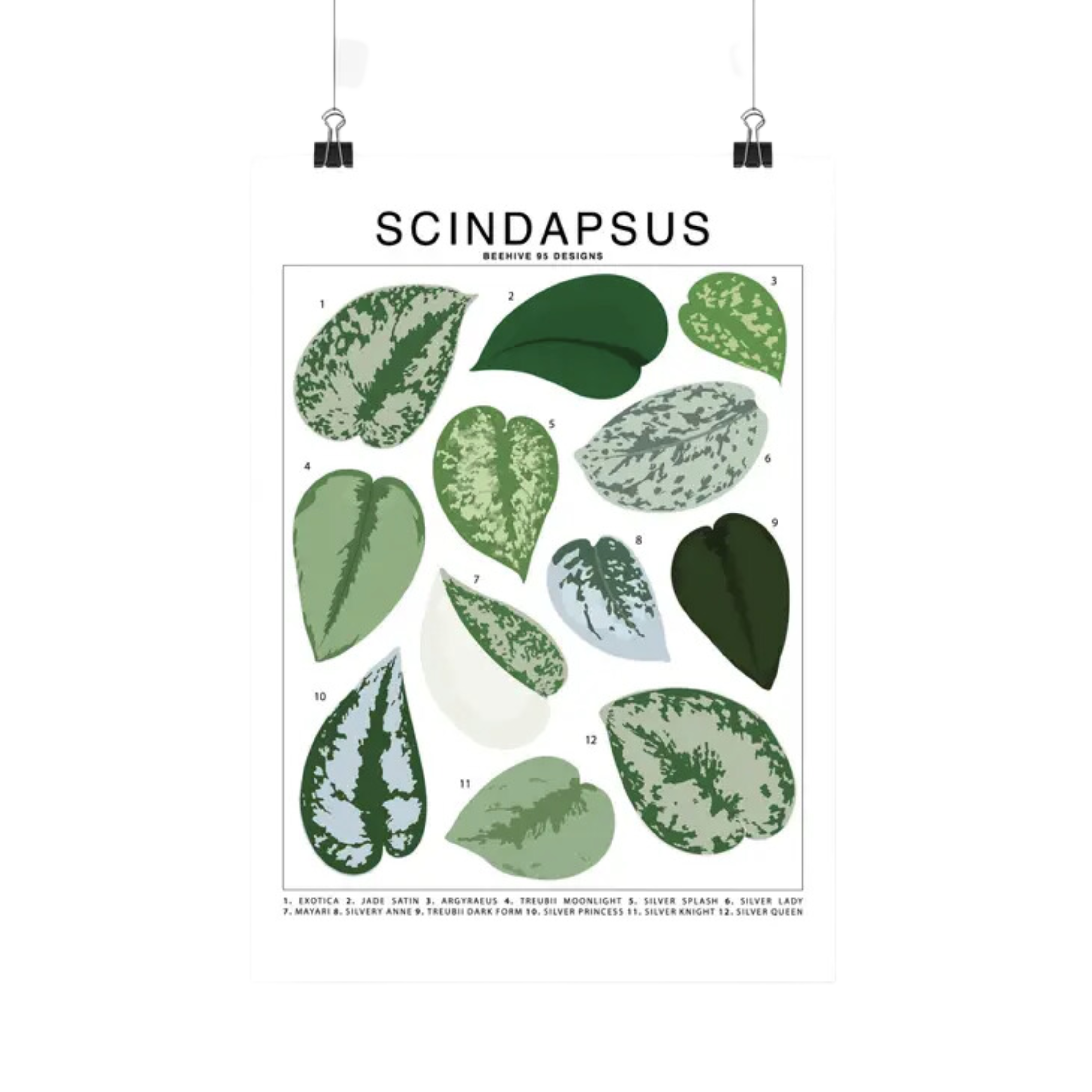 Scindapsus Species Id Chart Botanical Houseplant Art Print Golden Scindapsus Species Id Chart Botanical Houseplant Art Print Golden