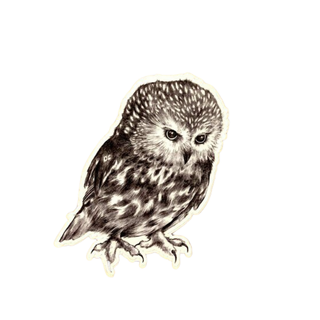 Saw-whet Owl Sticker