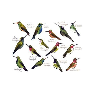 Hummingbirds of North America