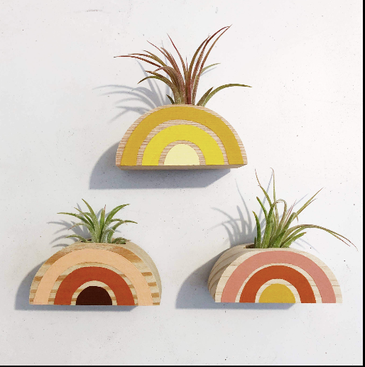 air plant magnet Rainbow Air Plant Magnet (PLANT INCLUDED – Golden Hour Gift Co