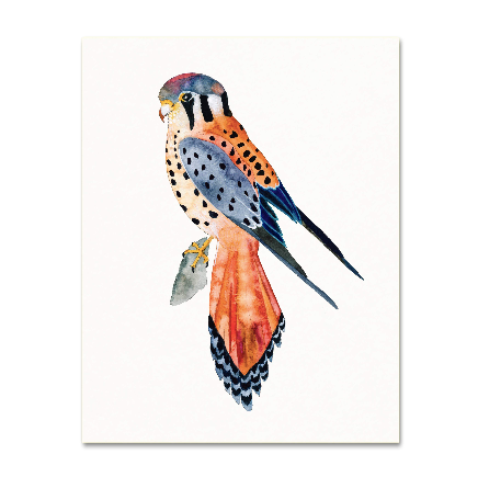 Kestrel Art Print