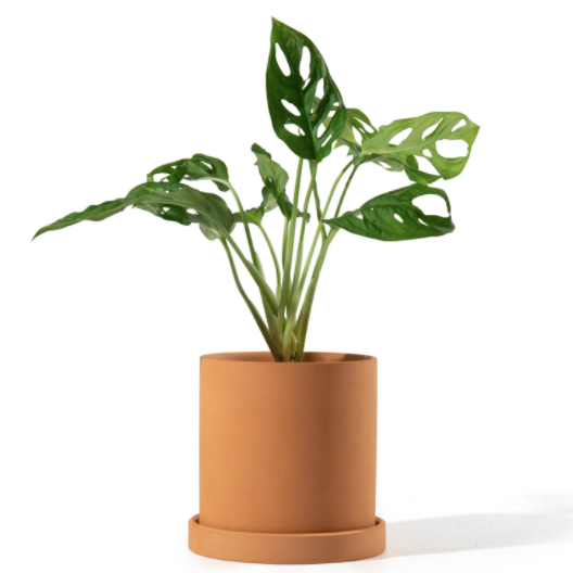 28 inch plant saucer 4.5 Inch Terracotta Cylinder Planter Saucer