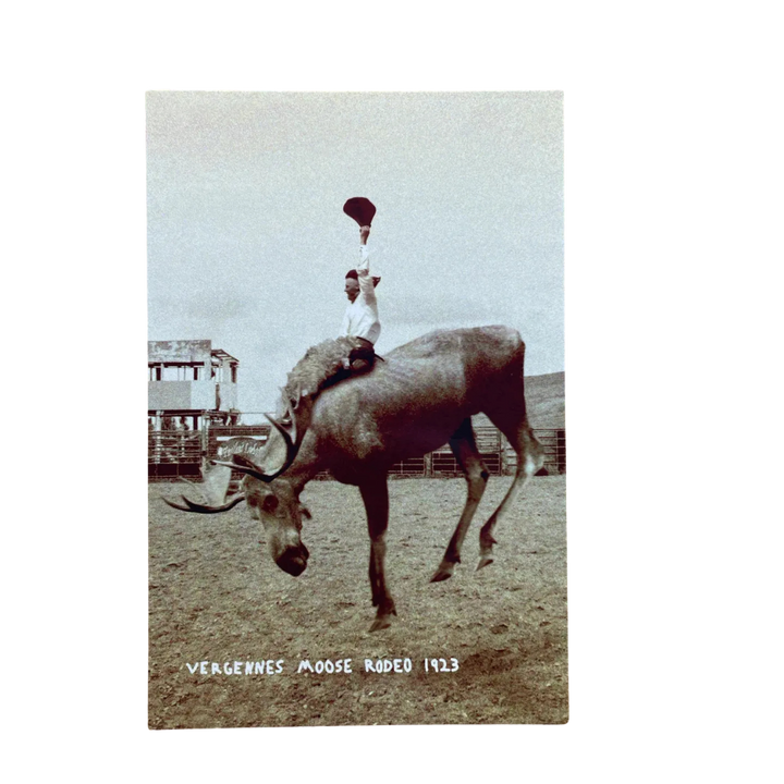 Vergennes Moose Rodeo Animal Postcard