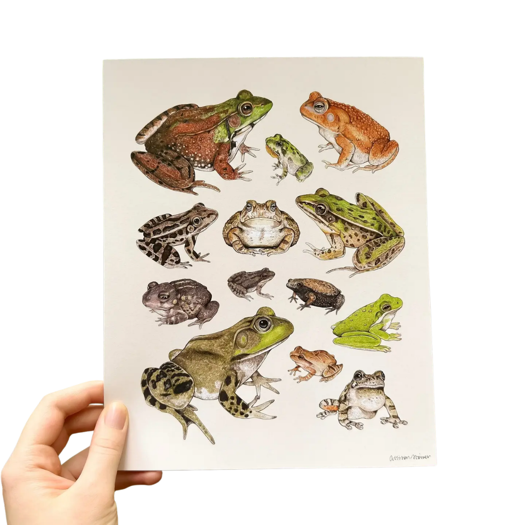 Frogs and Toads Art Print (8"x10")