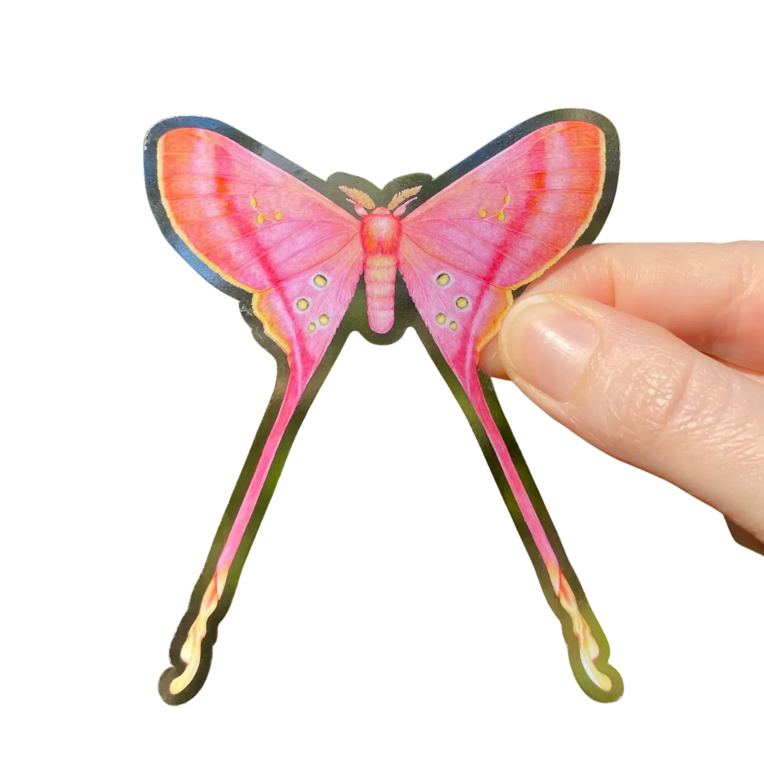 Pink Eudaemonia Argus Silkmoth Clear Vinyl Sticker