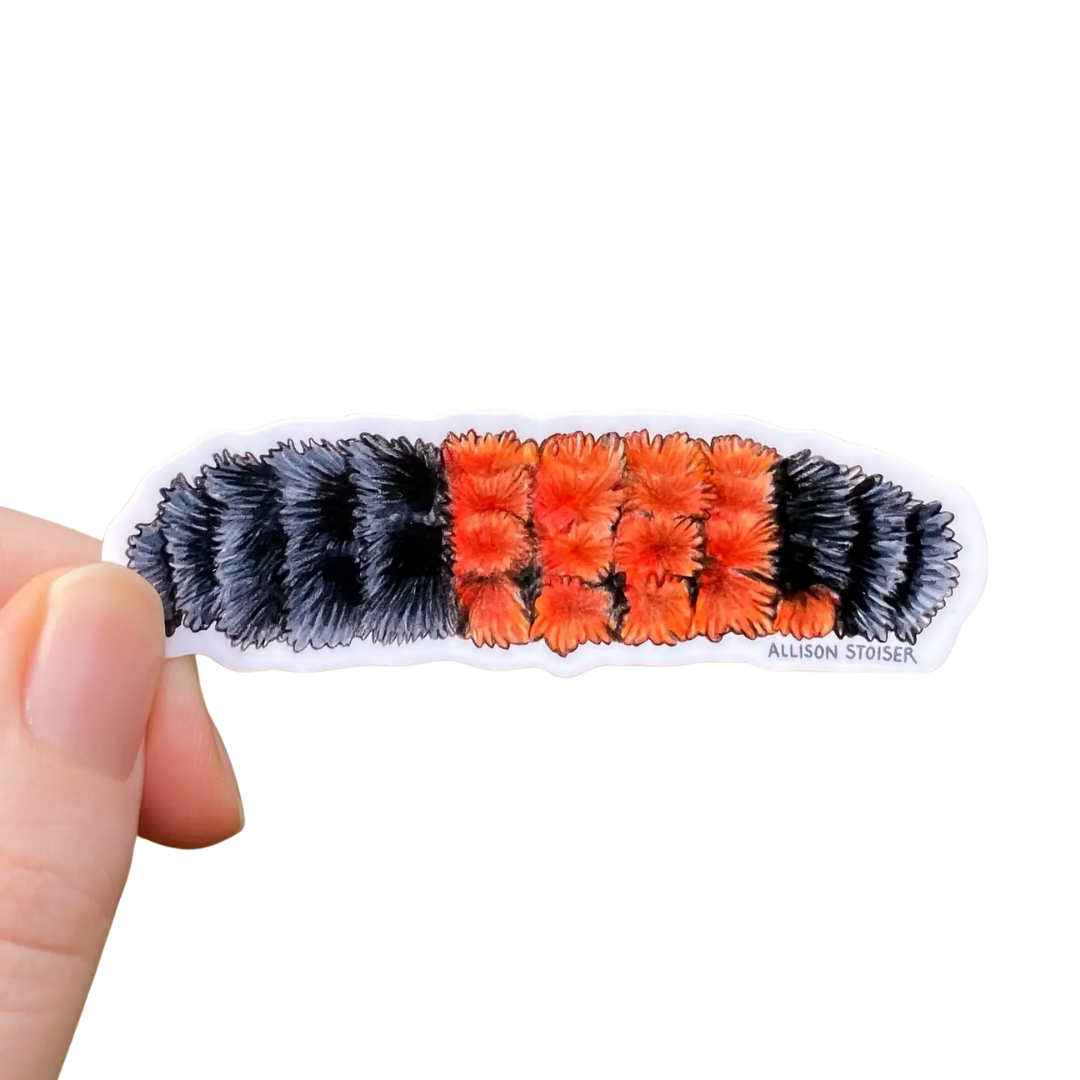 Woolly Bear Caterpillar Vinyl Sticker