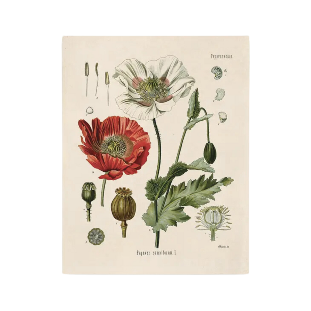 Vintage Botanical Opium Poppy Flower Print