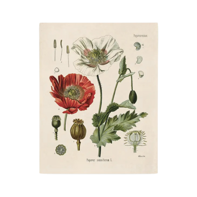 Vintage Botanical Opium Poppy Flower Print