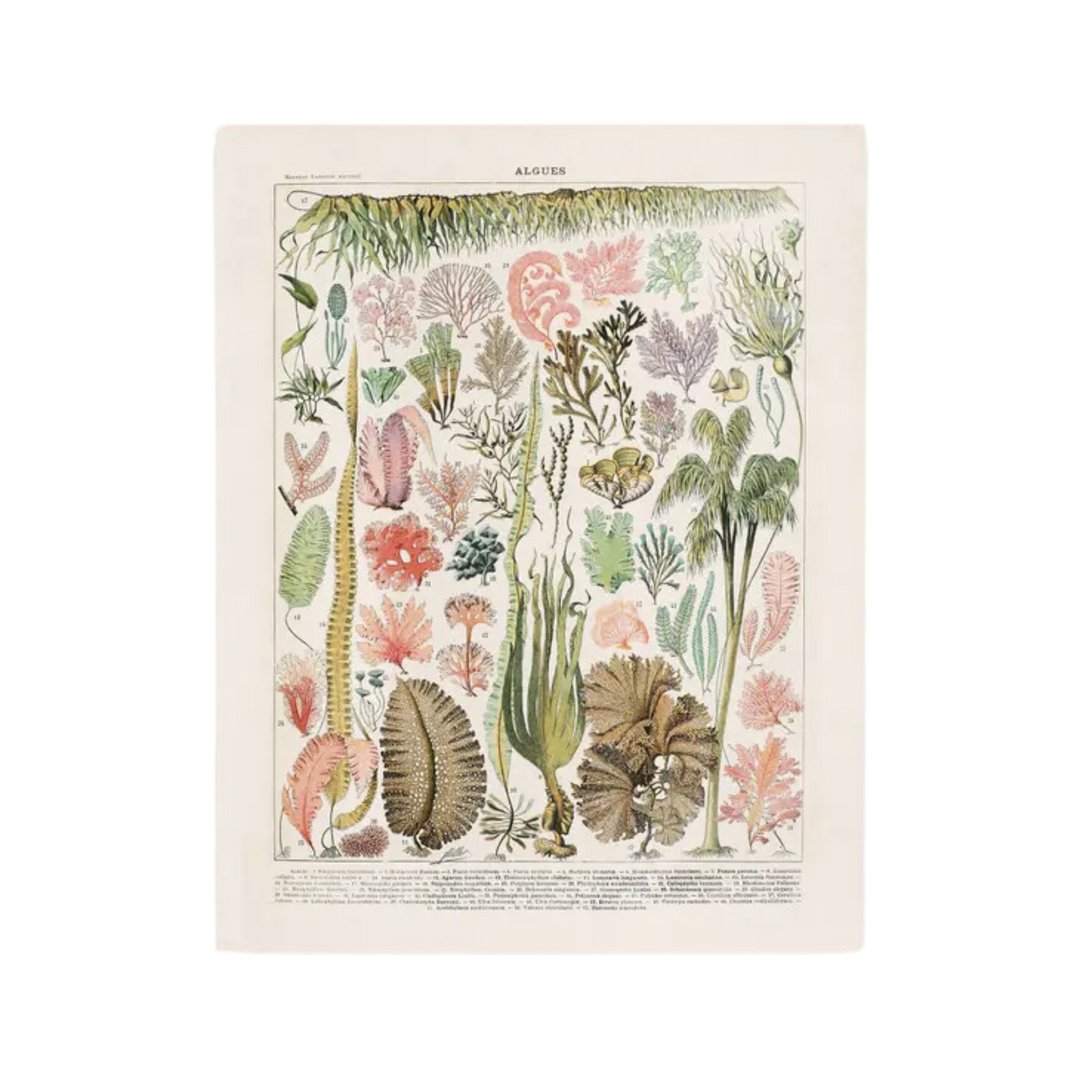 Vintage Botanical Seaweed Algae Print