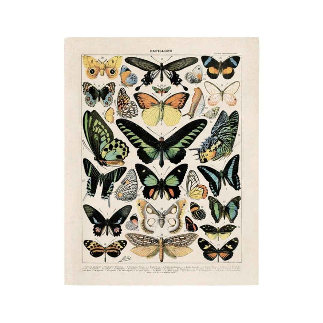 Vintage Millot Butterfly 1 Print