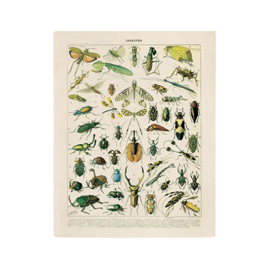 Vintage Millot Insects 1 Print