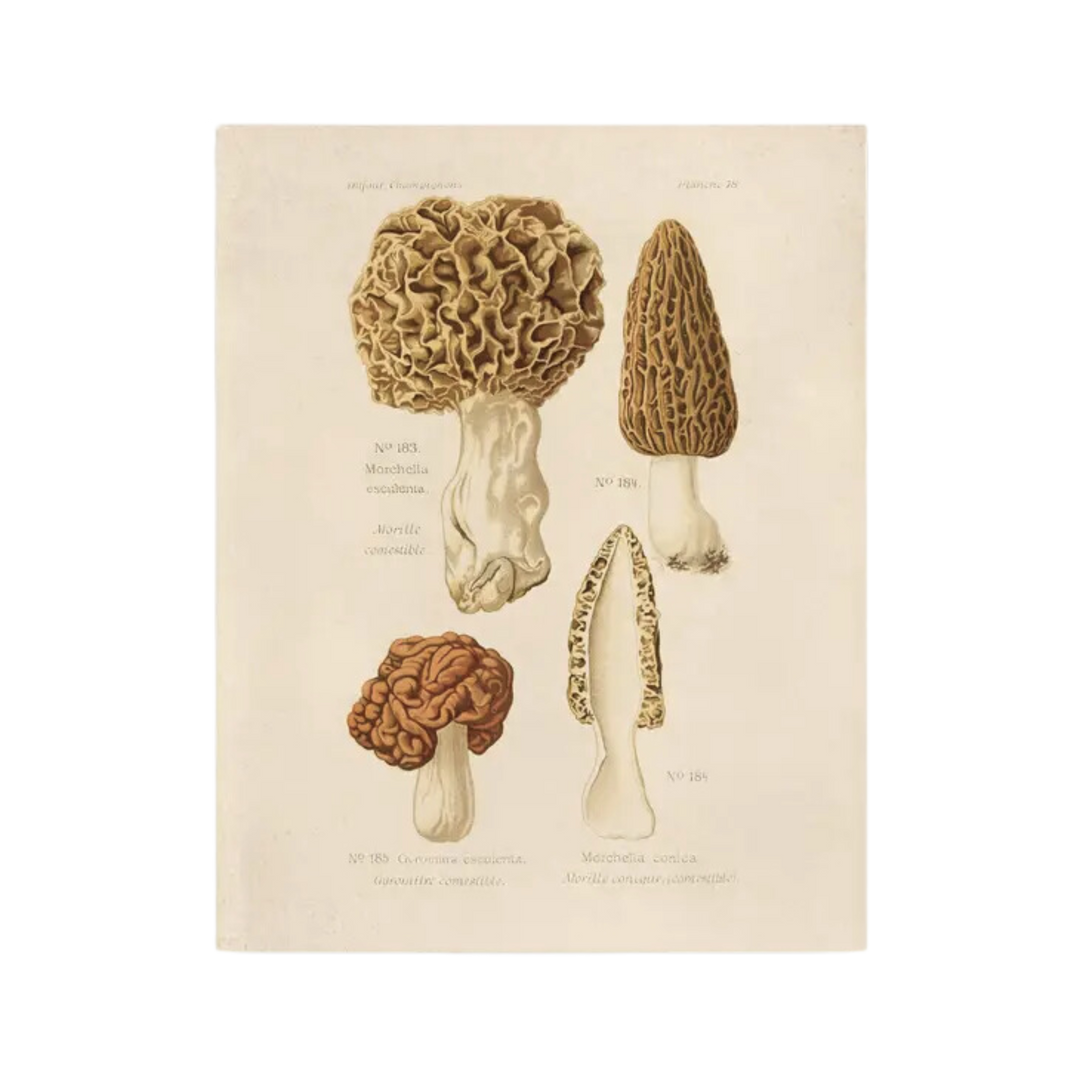 Vintage Morels Mushroom Print