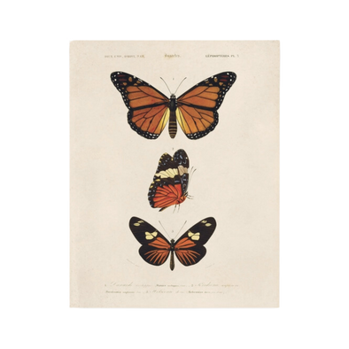 Vintage D'Orbigny Butterfly Print