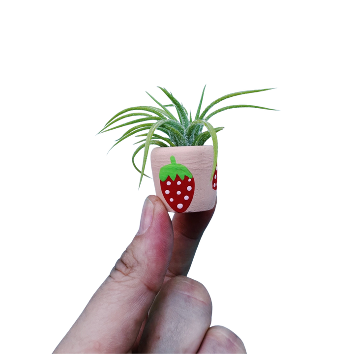Berry Cute Mini Planter with Air Plant