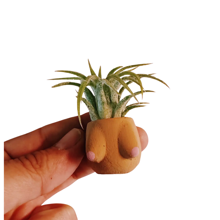 Mini Plant Pot with Air Plant