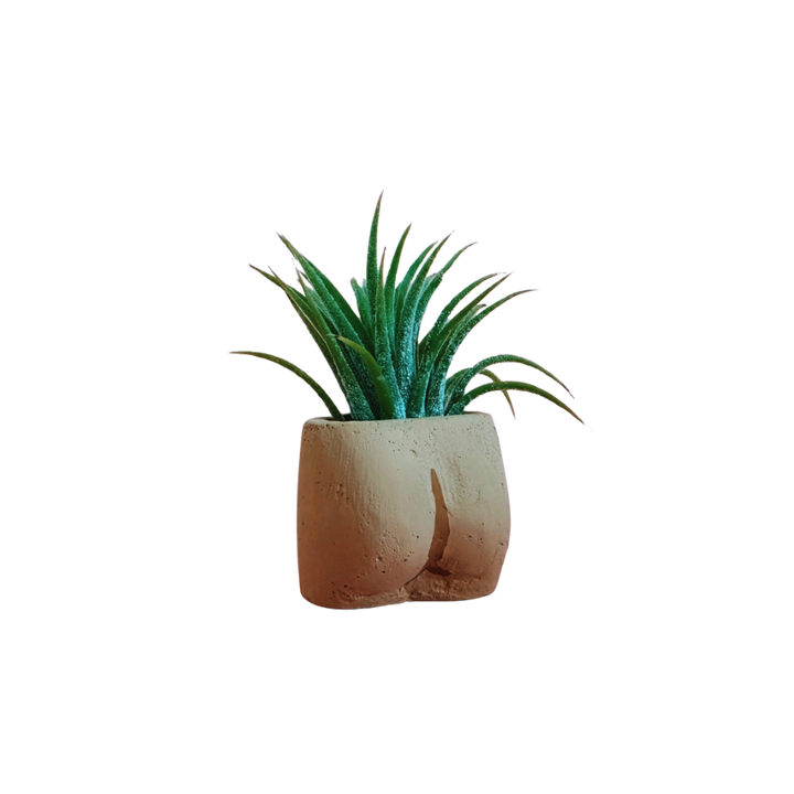 In the Nude Mini Plant with Air Plant