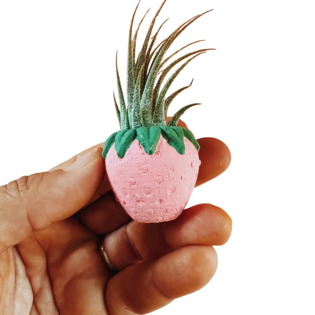 Strawberry Patch Mini Planter and Air Plant