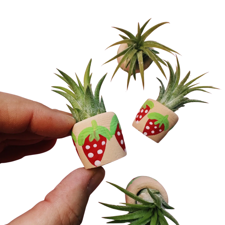 Berry Cute Mini Planter with Air Plant