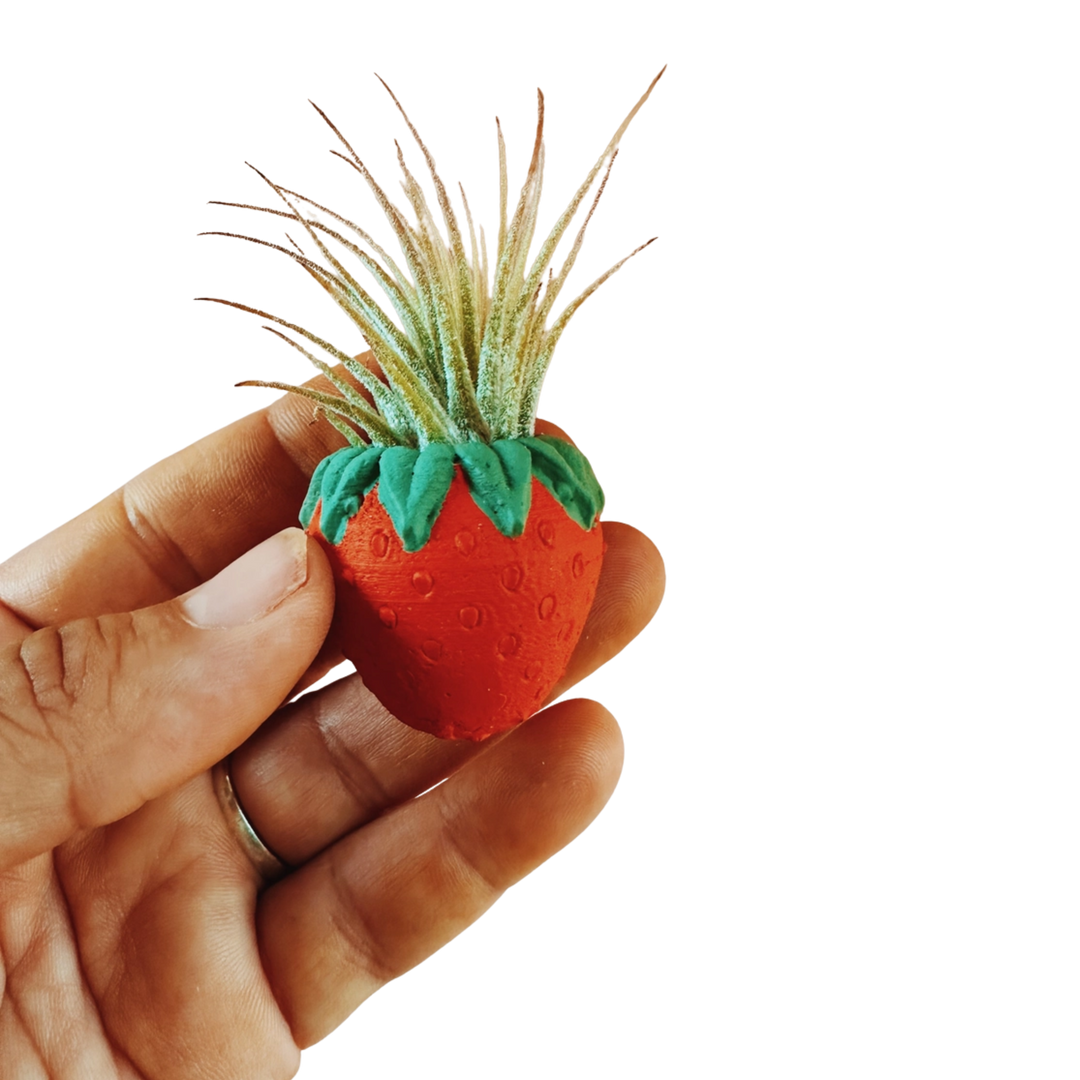 Strawberry Patch Mini Planter and Air Plant