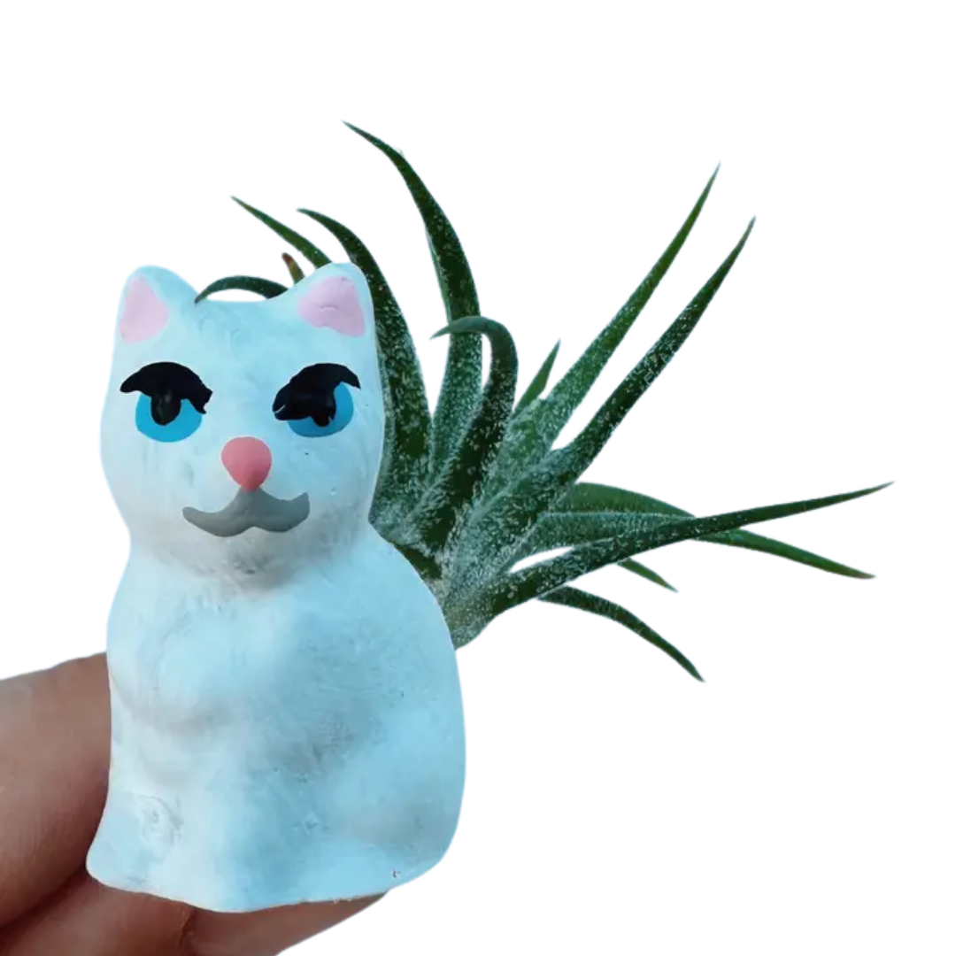 Mini Plant Pot with Air Plant