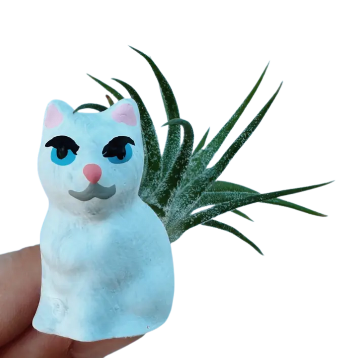 Mini Plant Pot with Air Plant