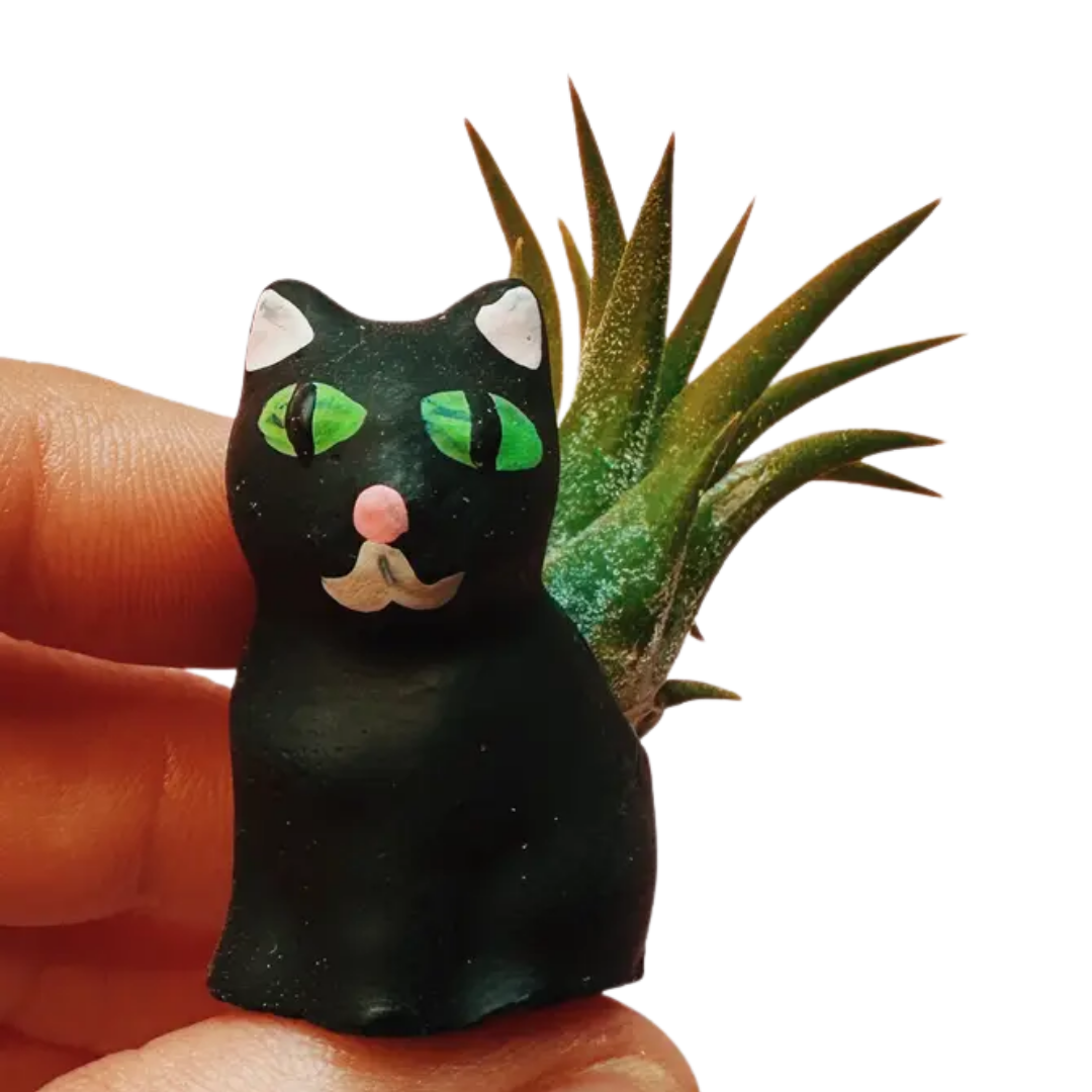 Mini Plant Pot with Air Plant