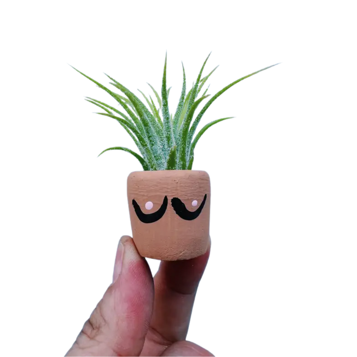 Mini Plant Pot with Air Plant