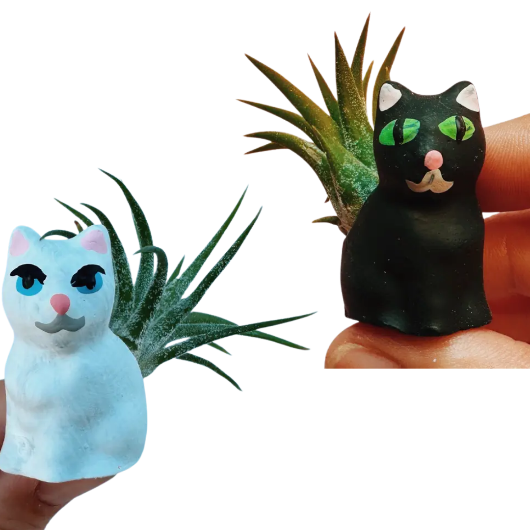 Mini Plant Pot with Air Plant