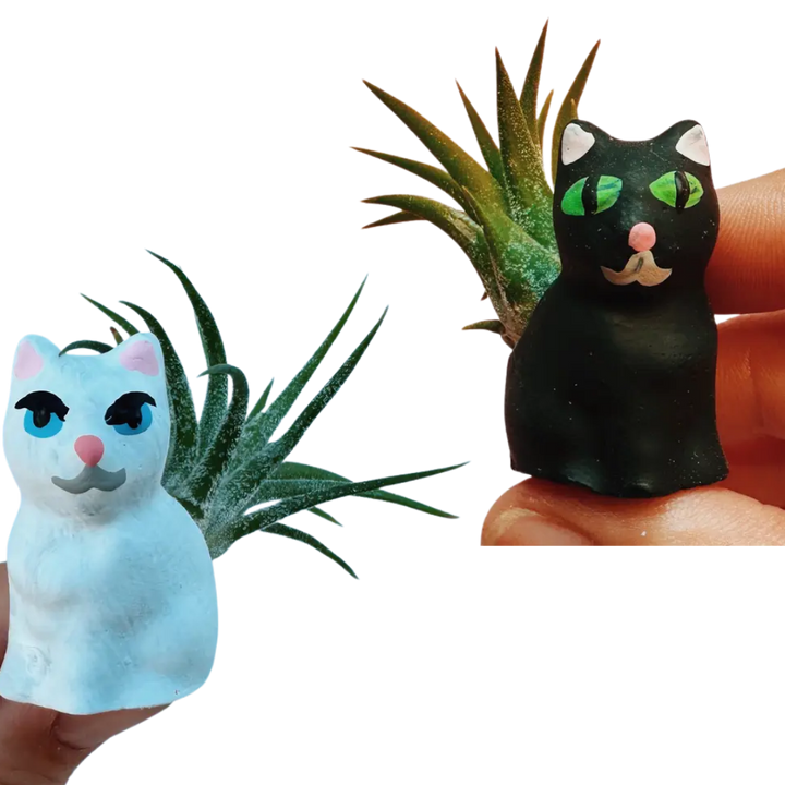 Mini Plant Pot with Air Plant