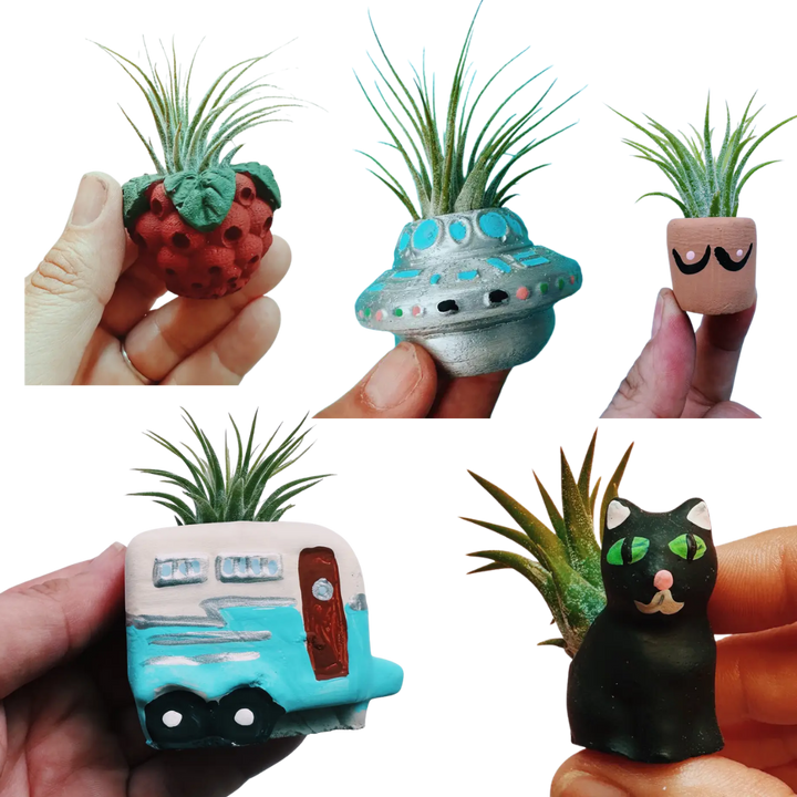 Mini Plant Pot with Air Plant