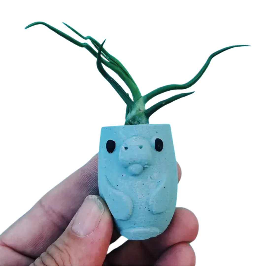 Mini Plant Pot with Air Plant